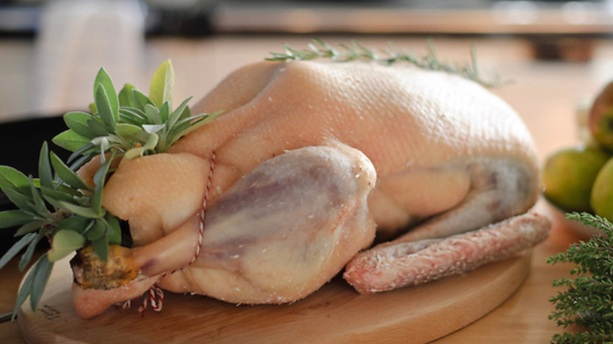 Free Range Goose